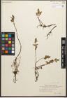 Foto von Salix reptans Rupr.